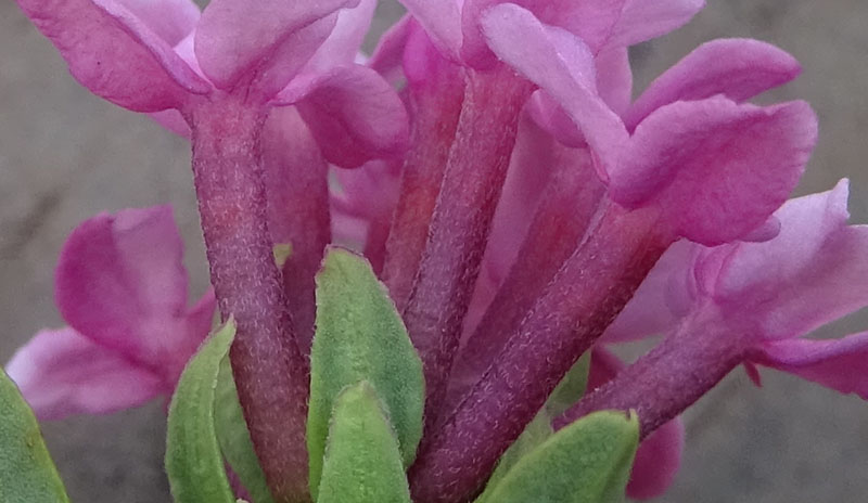 Daphne cneorum - Thymelaeaceae