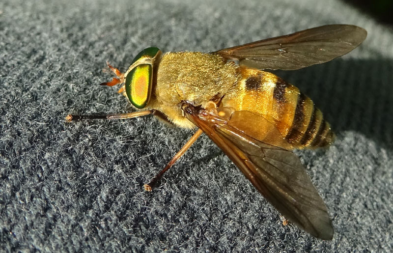 Philipomyia graeca (Tabanidae)