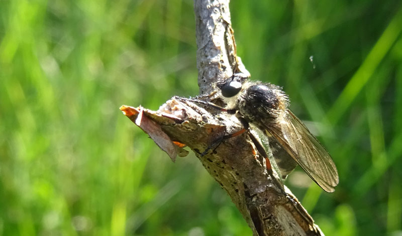 Leptarthrus brevirostris (Asilidae)