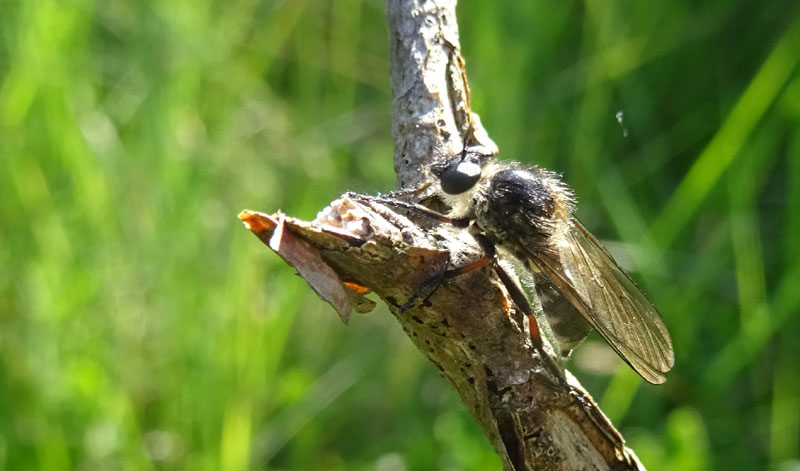 Leptarthrus brevirostris (Asilidae)