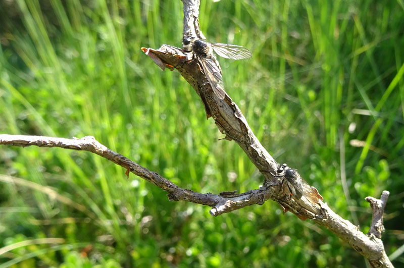 Leptarthrus brevirostris (Asilidae)