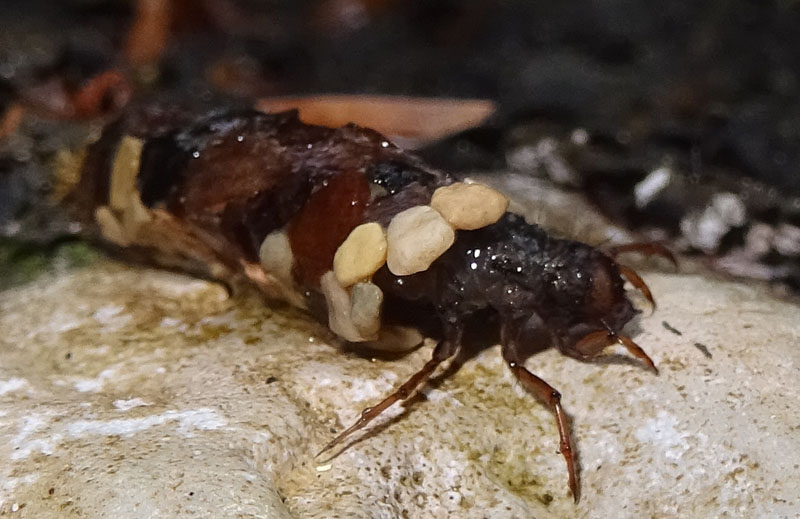 larva di Limnephilidae con astuccio