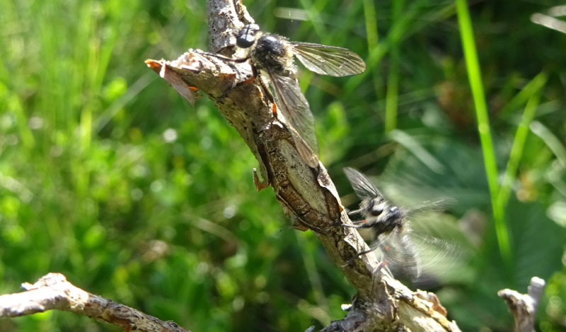 Leptarthrus brevirostris (Asilidae)