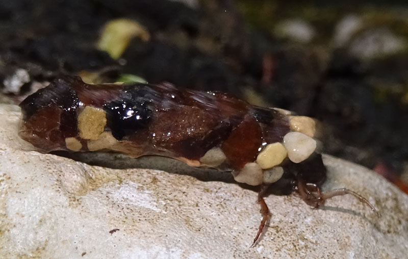 larva di Limnephilidae con astuccio