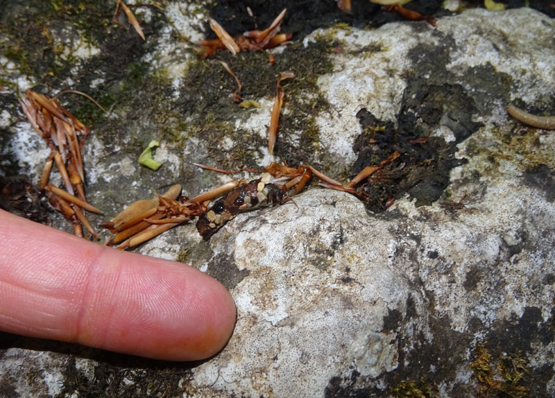 larva di Limnephilidae con astuccio