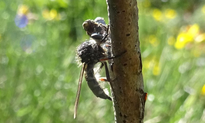 Leptarthrus brevirostris (Asilidae)