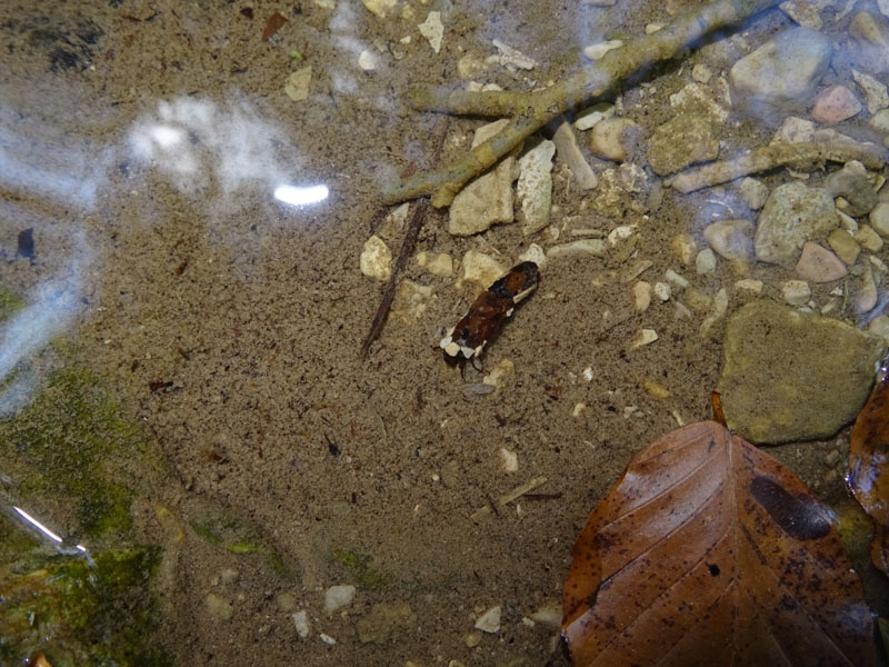 larva di Limnephilidae con astuccio