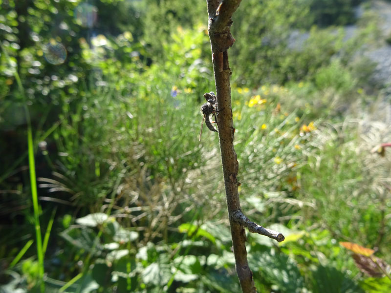 Leptarthrus brevirostris (Asilidae)