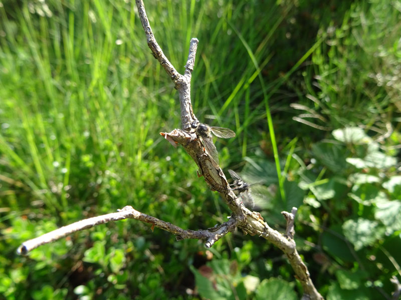 Leptarthrus brevirostris (Asilidae)