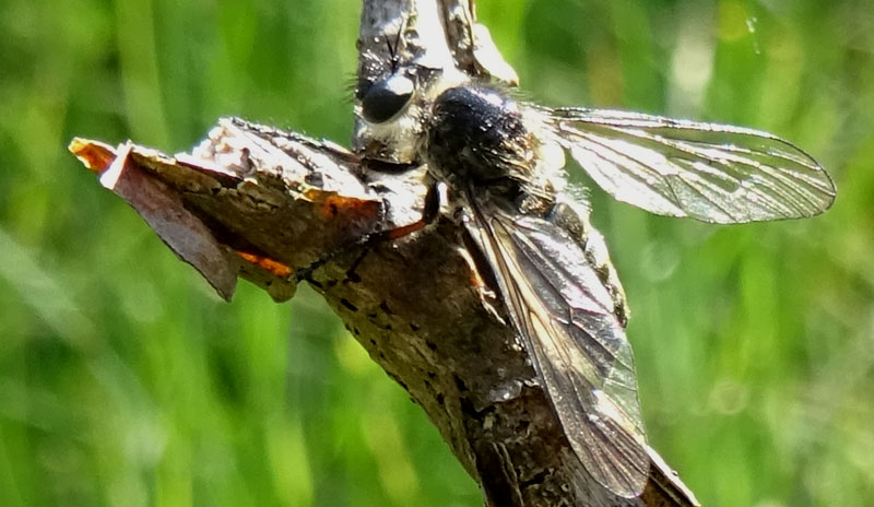 Leptarthrus brevirostris (Asilidae)