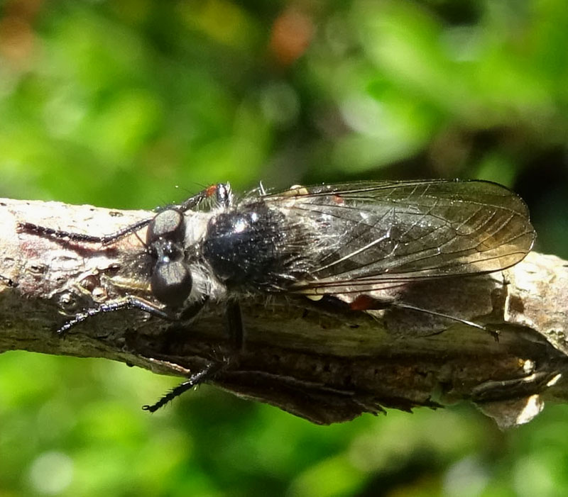 Leptarthrus brevirostris (Asilidae)