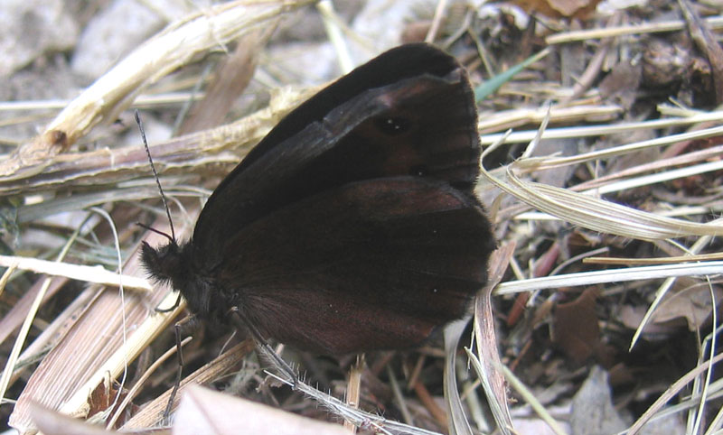 Erebia aethiops - Nymphalidae Satyrinae......dal Trentino
