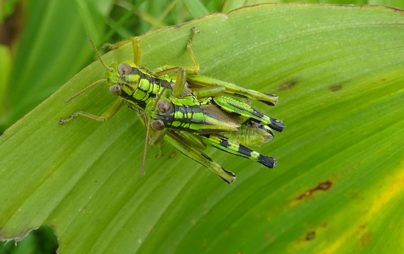 Miramella formosanta - Acrididae......dal Trentino