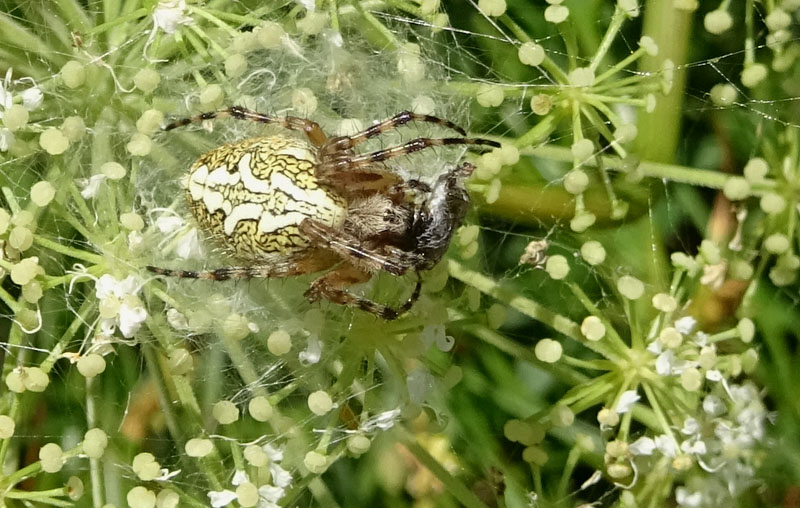 Aculepeira ceropegia....e prede - Viote (TN)