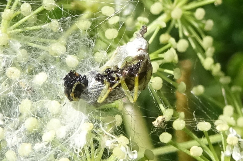 Aculepeira ceropegia....e prede - Viote (TN)