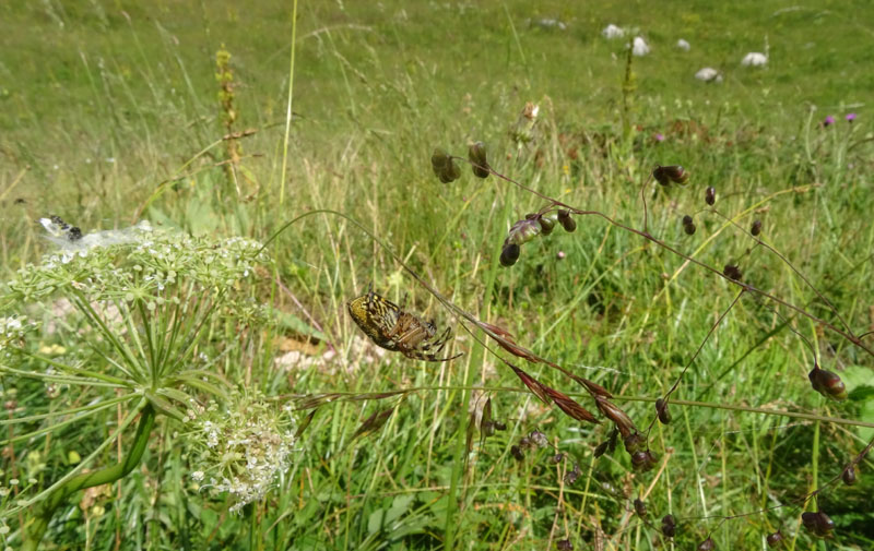 Aculepeira ceropegia....e prede - Viote (TN)