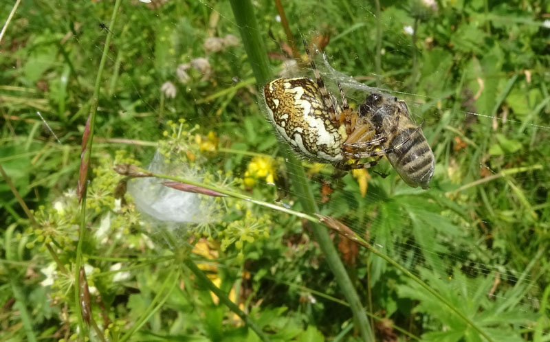 Aculepeira ceropegia....e prede - Viote (TN)