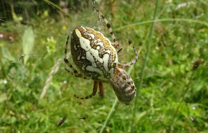 Aculepeira ceropegia....e prede - Viote (TN)