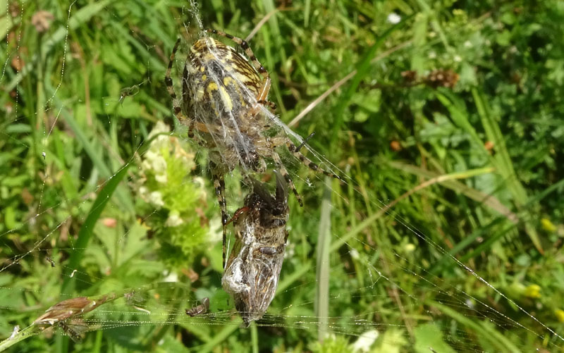 Aculepeira ceropegia....e prede - Viote (TN)