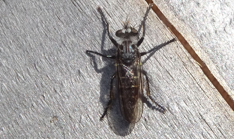 Lasiopogon sp. (Asilidae)