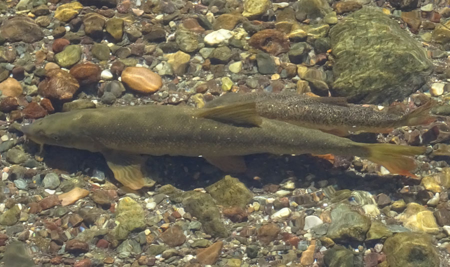 Salmo trutta (marmoratus e fario) e Barbus barbus