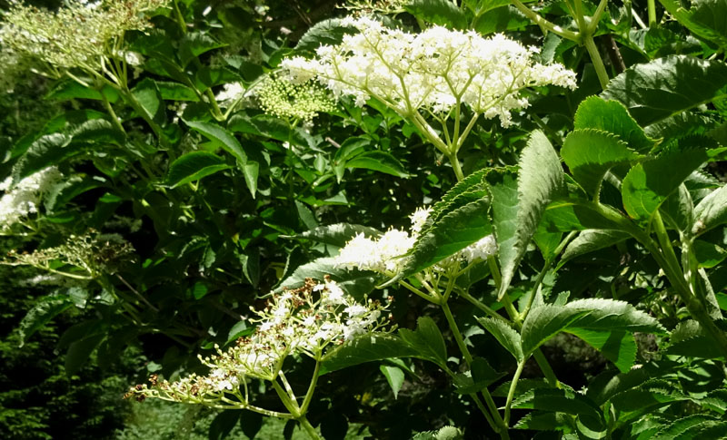 91 uova gialle : Aporia crataegi su..... Sambucus nigra