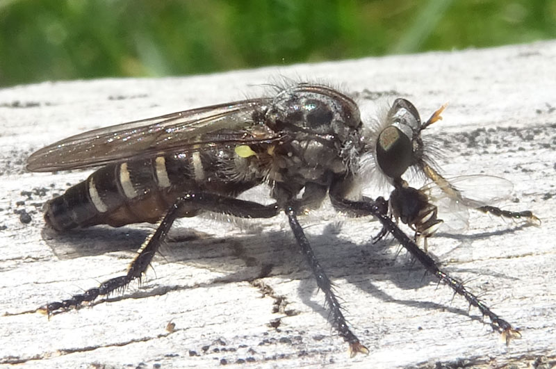 Lasiopogon sp. (Asilidae)