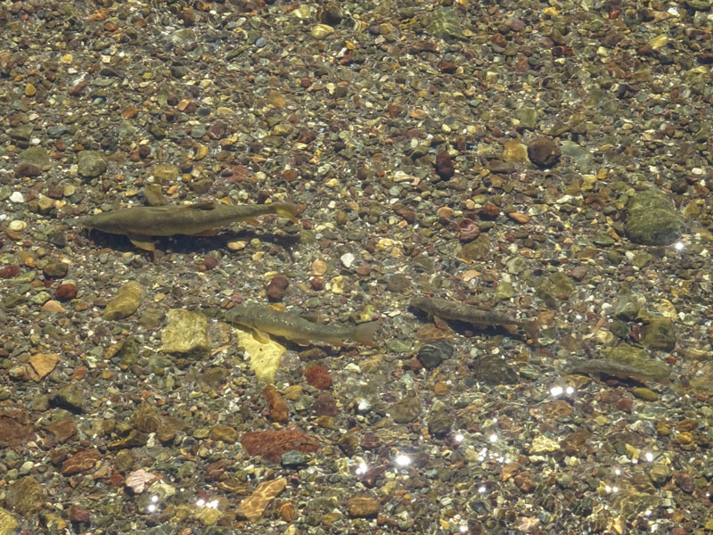 Salmo trutta (marmoratus e fario) e Barbus barbus