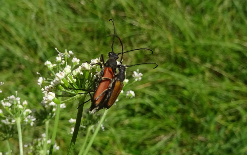 accoppiamento di Anastrangalia dubia dubia (Cerambycidae)