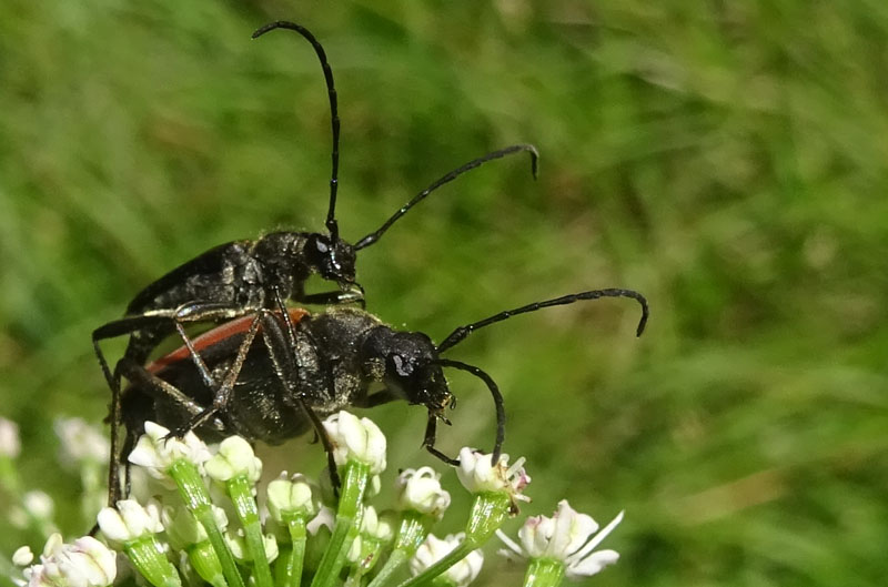 accoppiamento di Anastrangalia dubia dubia (Cerambycidae)