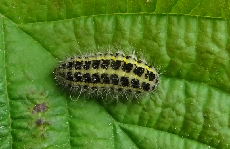 bruco di quale Zygaena ?