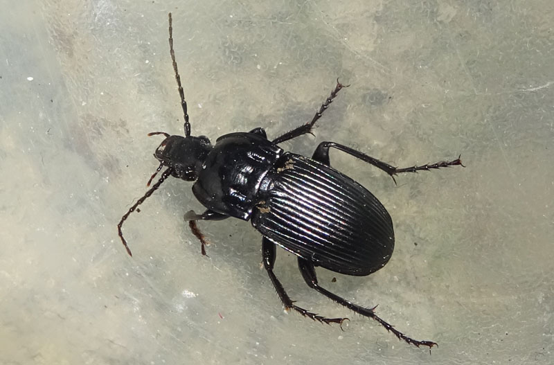 Carabidae: Abax parallelepipedus lombardus