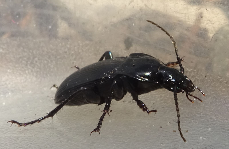 Carabidae: Abax parallelepipedus lombardus
