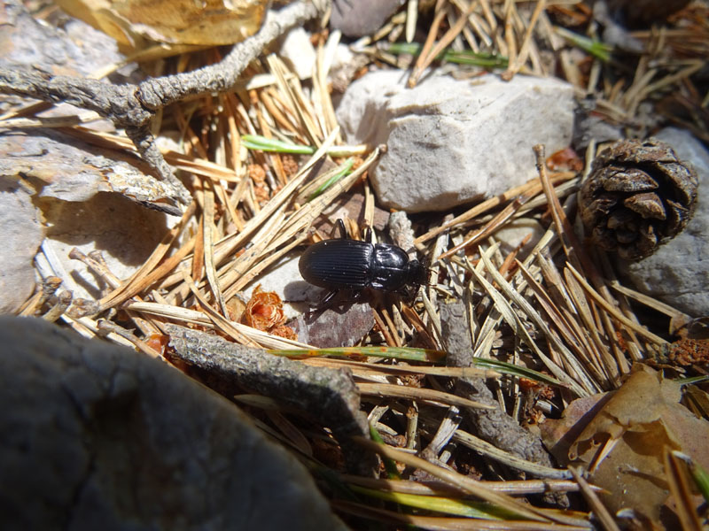 Carabidae: Abax parallelepipedus lombardus