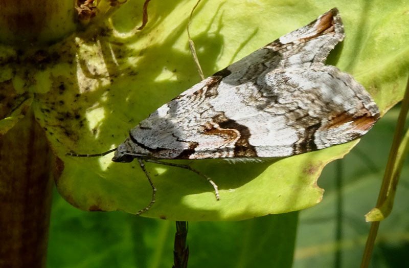 Aplocera praeformata - Geometridae
