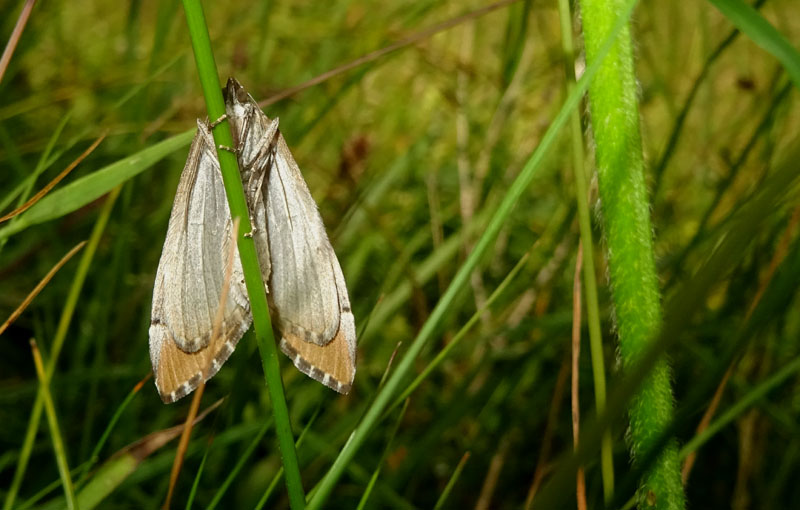 Aplocera praeformata - Geometridae