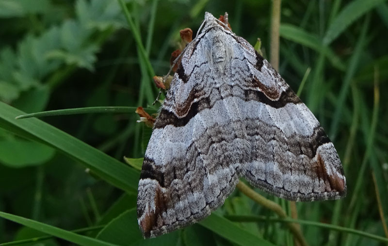 Aplocera praeformata - Geometridae