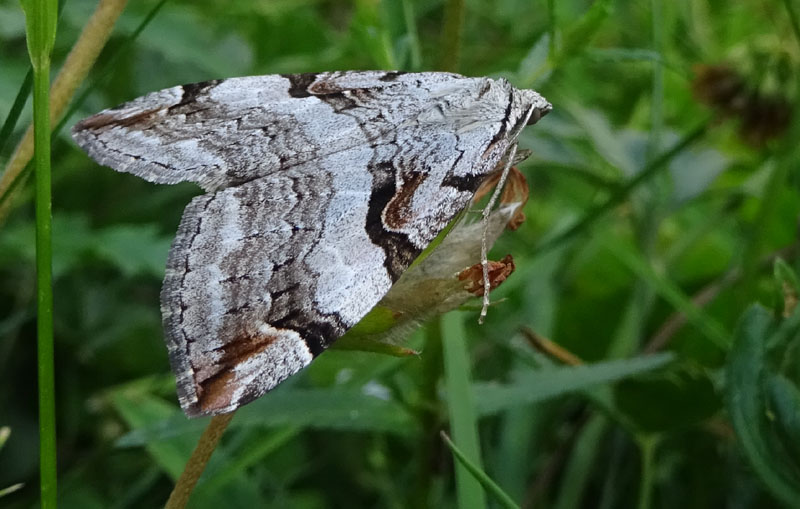 Aplocera praeformata - Geometridae