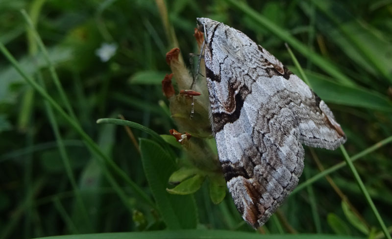 Aplocera praeformata - Geometridae