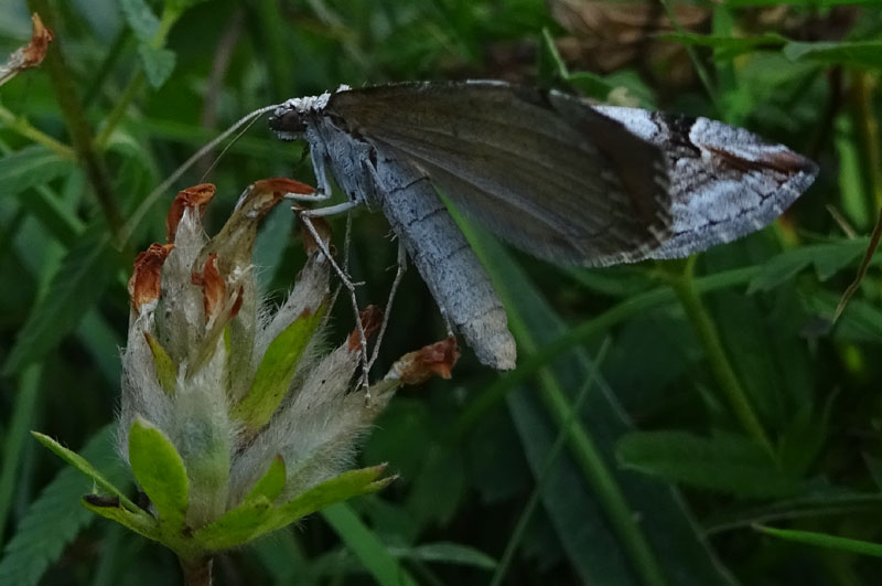 Aplocera praeformata - Geometridae