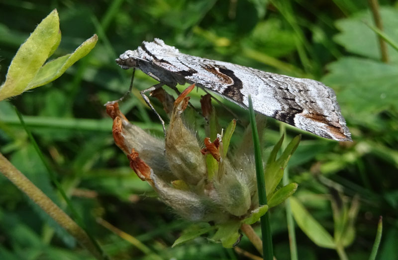 Aplocera praeformata - Geometridae