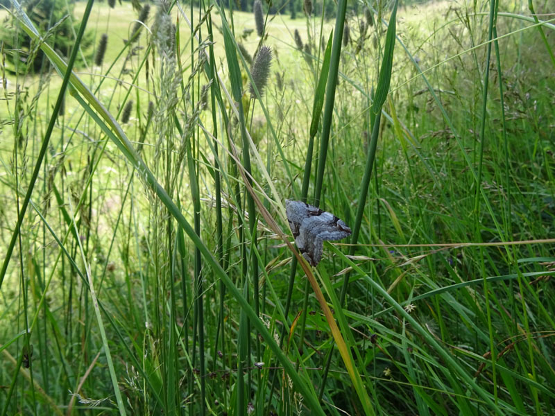 Aplocera praeformata - Geometridae