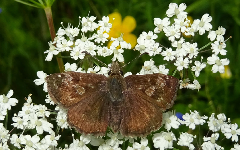 Erynnis tages - Hesperiidae