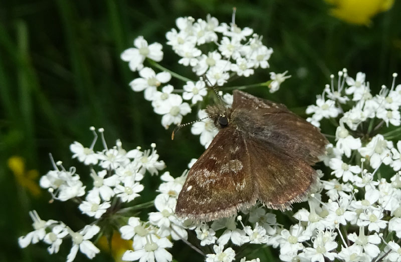 Erynnis tages - Hesperiidae