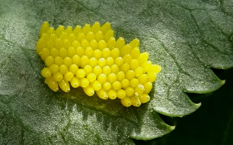 91 uova gialle : Aporia crataegi su..... Sambucus nigra