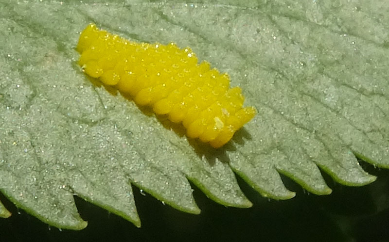 91 uova gialle : Aporia crataegi su..... Sambucus nigra