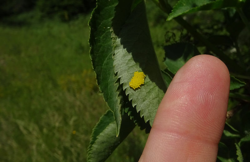91 uova gialle : Aporia crataegi su..... Sambucus nigra