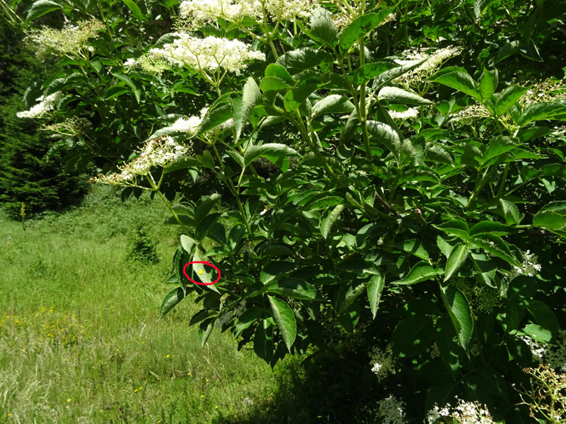 91 uova gialle : Aporia crataegi su..... Sambucus nigra