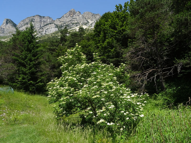 91 uova gialle : Aporia crataegi su..... Sambucus nigra