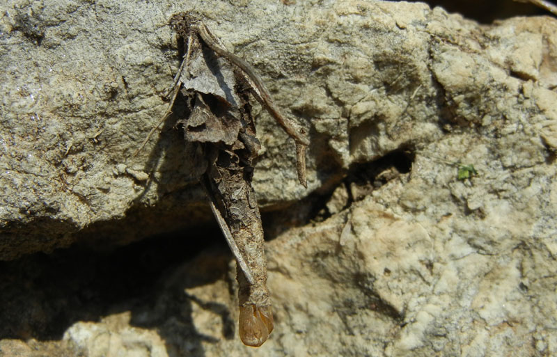 astuccio larvale di Psychidae.....Canephora ?